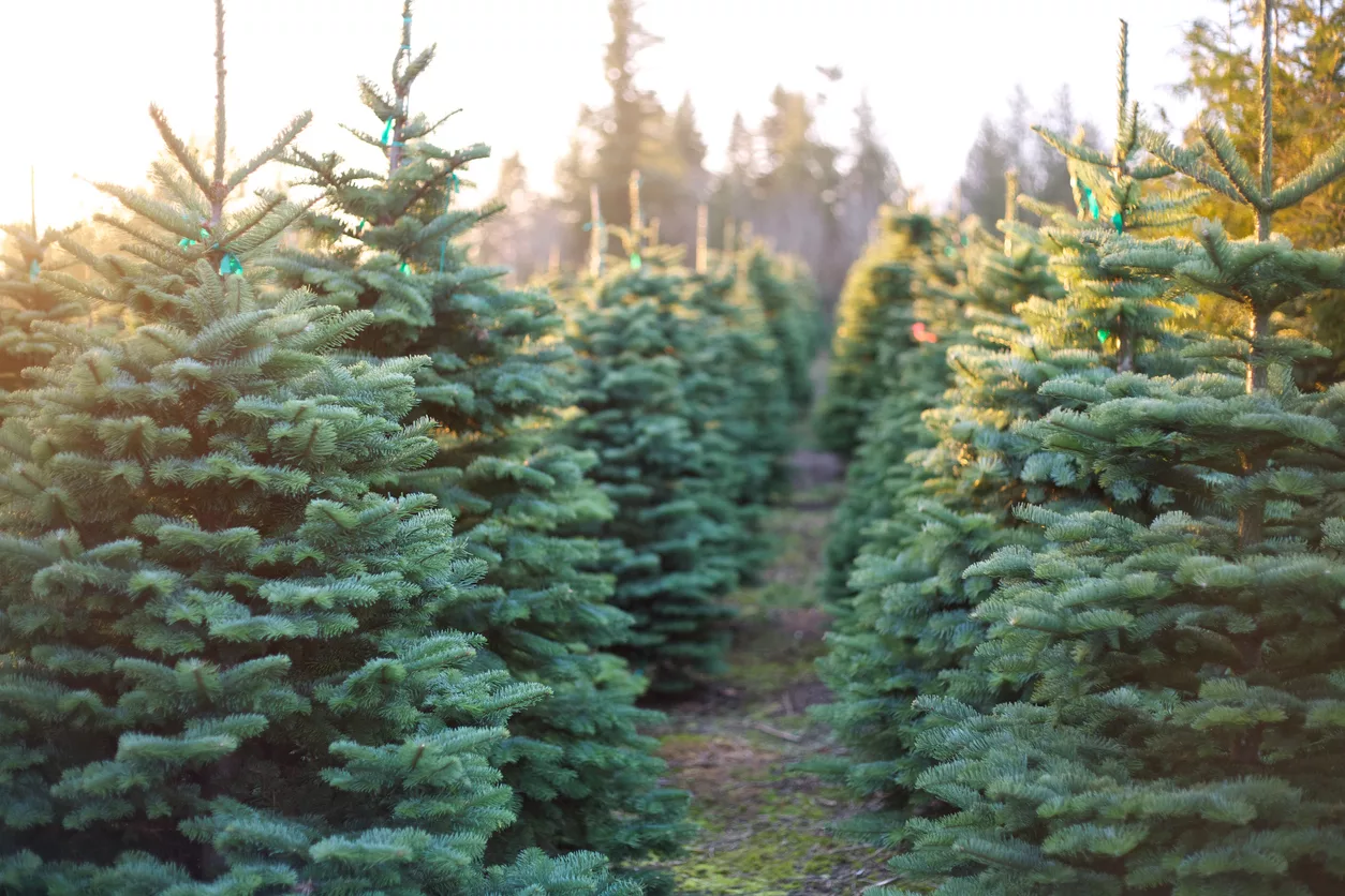 row-of-beautiful-and-vibrant-christmas-trees