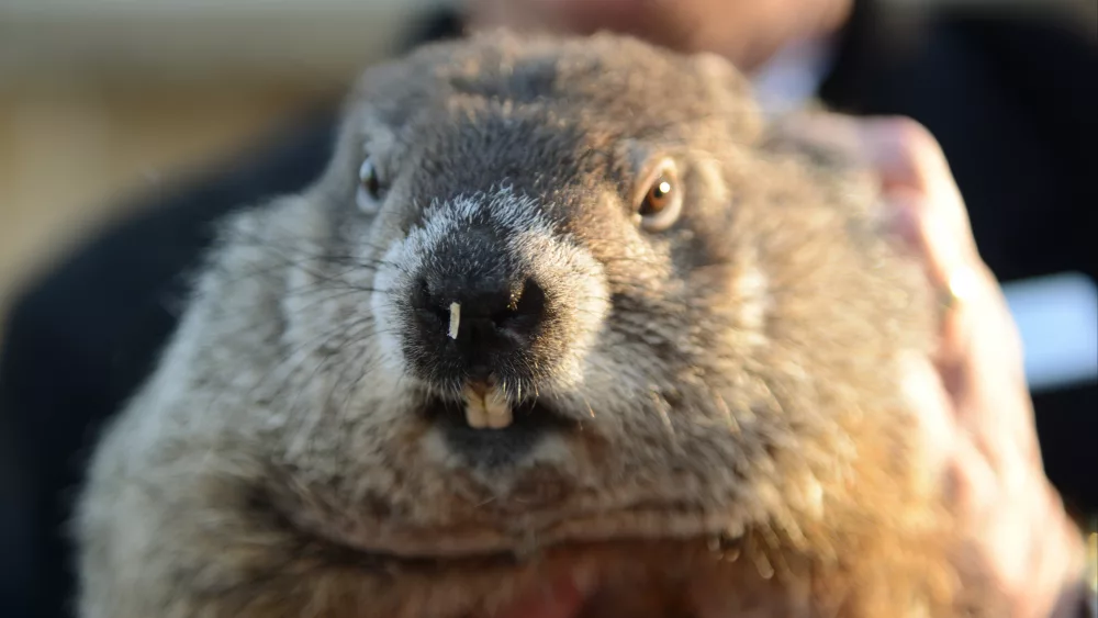 groundhog-co-handler-ploucha-holds-up-groundhog-punxsutawney-phil-after-phils-annual-weather-prediction-on-gobblers-knob-on-the-130th-groundhog-day-in-punxsutawney