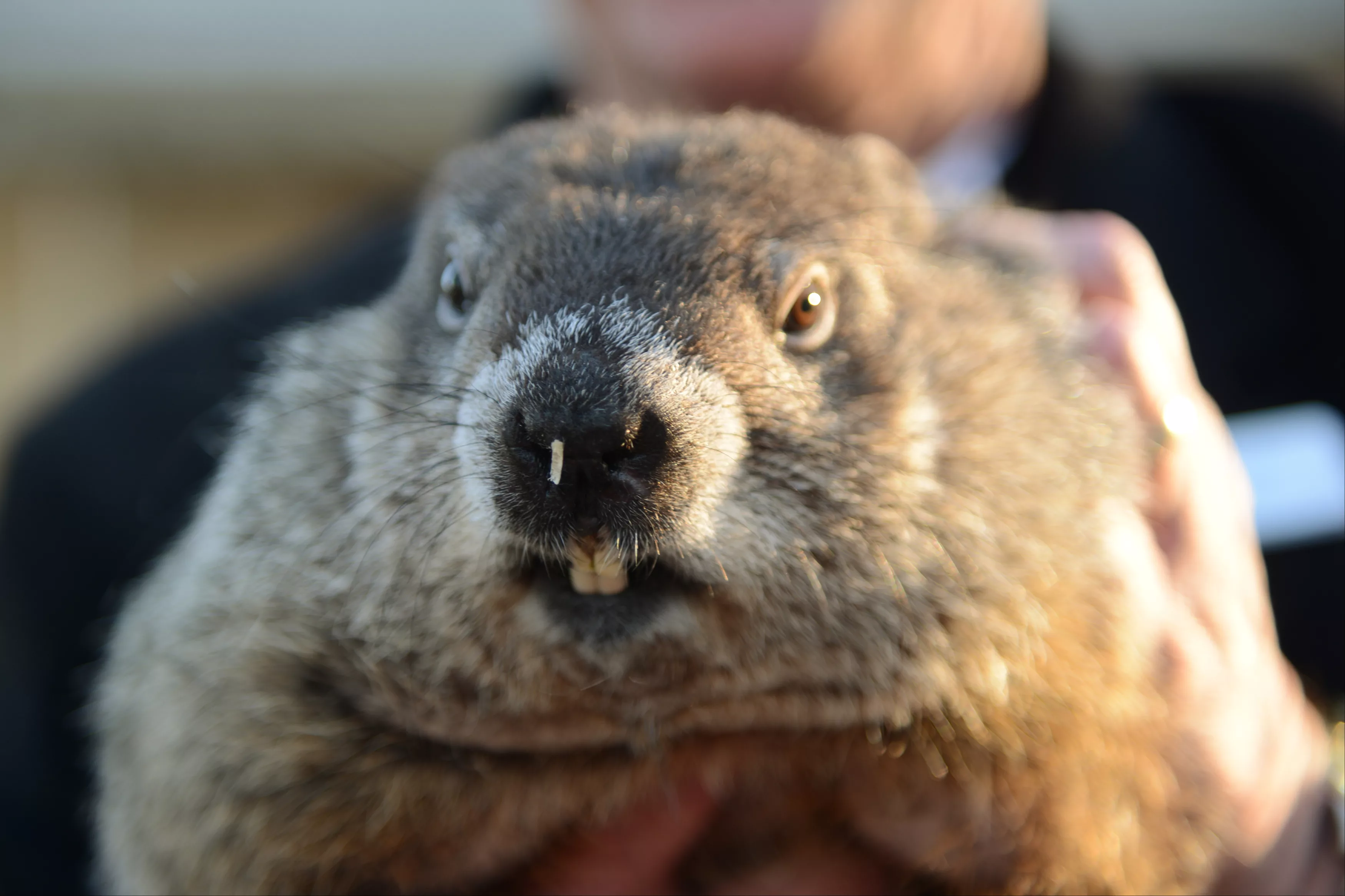 groundhog-co-handler-ploucha-holds-up-groundhog-punxsutawney-phil-after-phils-annual-weather-prediction-on-gobblers-knob-on-the-130th-groundhog-day-in-punxsutawney