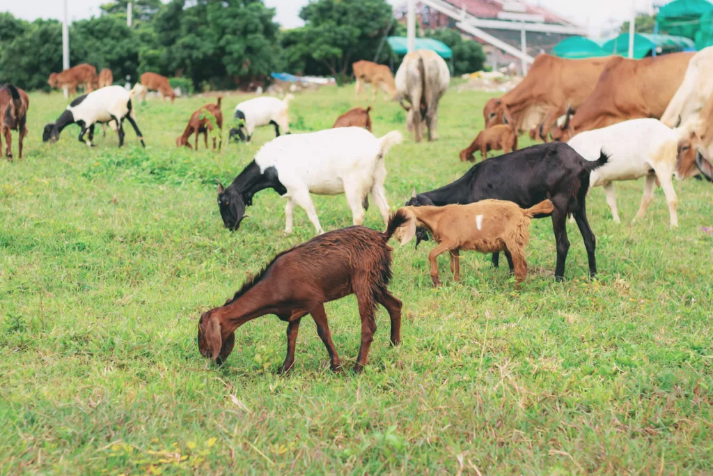 goats-on-rural-pastures
