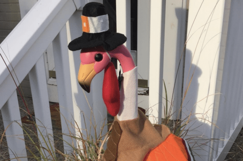 thanksgiving-flamingo-500x333_99928249_ver1-0
