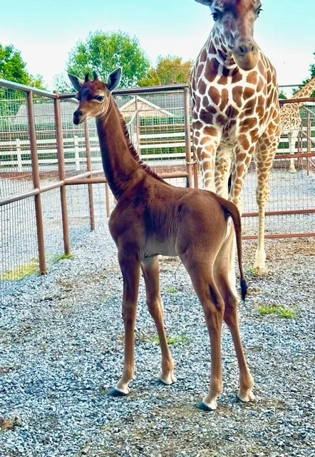 rare-giraffe