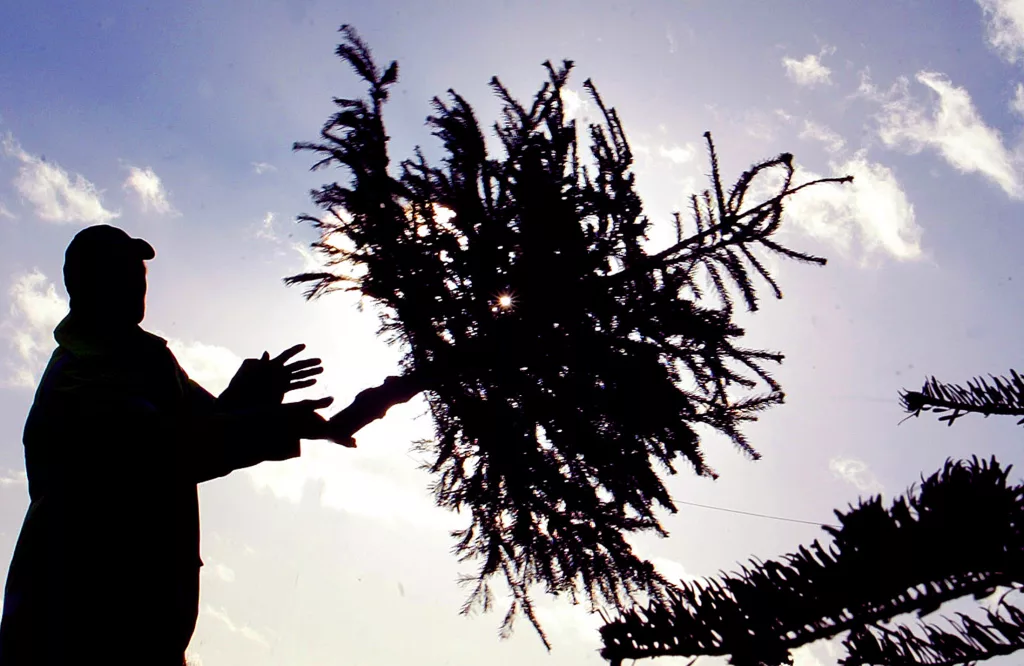 christmas-trees-are-prepared-for-recycling-at-the-whetstone-transfer-station-in-leicester