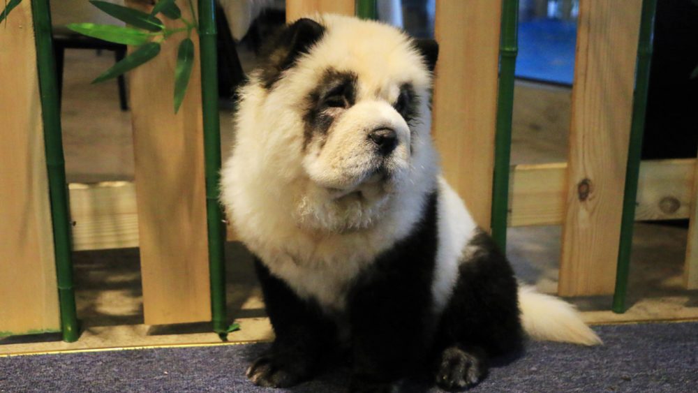a-chow-chow-dog-dyed-in-the-likeness-of-a-giant-panda-is-pictured-at-a-pet-cafe-in-chengdu