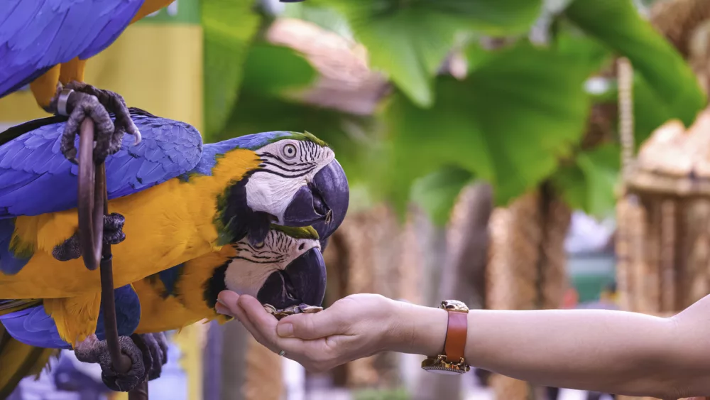 close-up-hand-of-female-tourist-feeding-blue-and-yellow-macaws-in-the-zoo