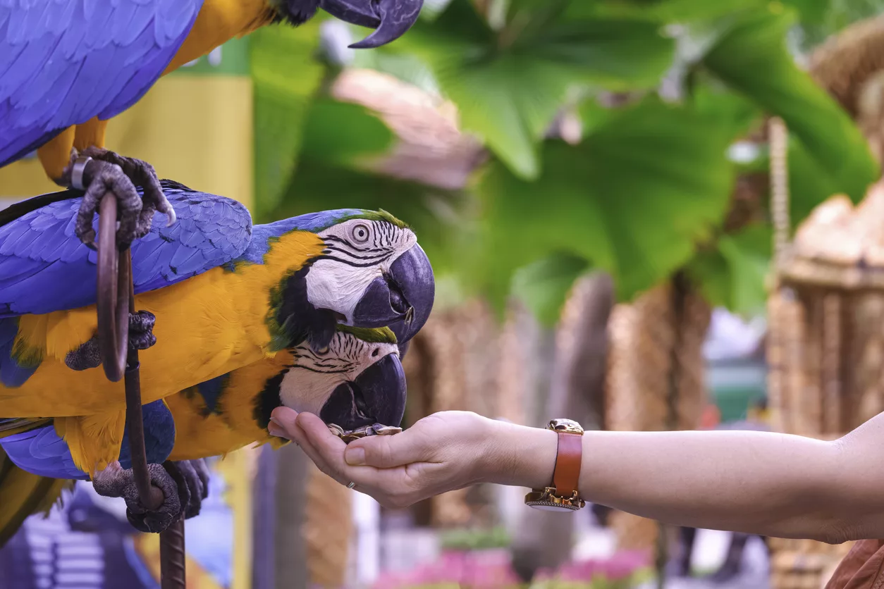 close-up-hand-of-female-tourist-feeding-blue-and-yellow-macaws-in-the-zoo