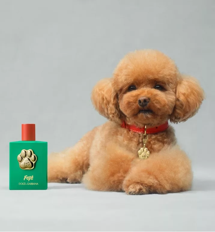 dg-dog-perfume