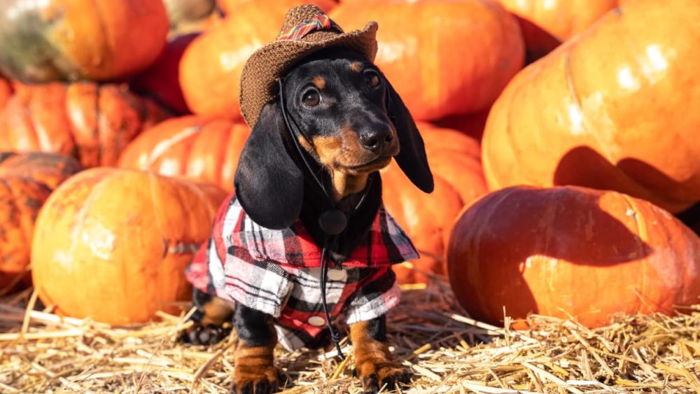 funny-dachshund-puppy-dressed-in-a-village-check-shirt-and-a-cowboy-hat-standing-nearby-a-heap-a-pumpkin-harvest-at-the-fair-in-the-autumn-dog-prepares-for-halloween-chooses-a-pumpkin