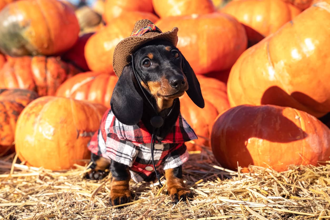 funny-dachshund-puppy-dressed-in-a-village-check-shirt-and-a-cowboy-hat-standing-nearby-a-heap-a-pumpkin-harvest-at-the-fair-in-the-autumn-dog-prepares-for-halloween-chooses-a-pumpkin