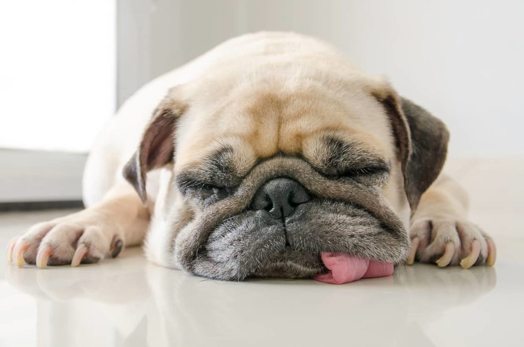 funny-sleepy-pug-dog-with-gum-in-the-eye-sleep-rest-on-floor