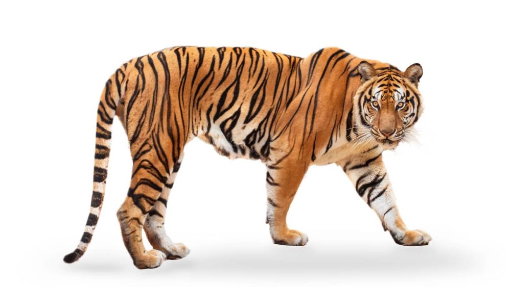 royal-tiger-p-t-corbetti-isolated-on-white-background-clipping-path-included-the-tiger-is-staring-at-its-prey-hunter-concept
