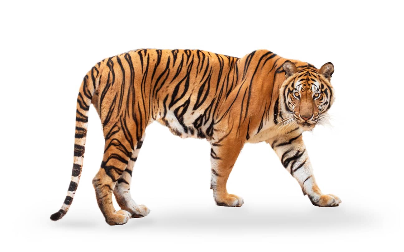 Tiger Orange, Trailer