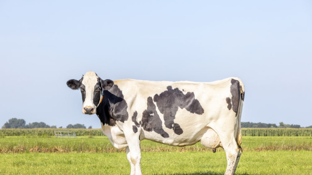 healthy-cow-standing-on-green-grass-in-a-field-pasture-and-a-blue-sky-side-view