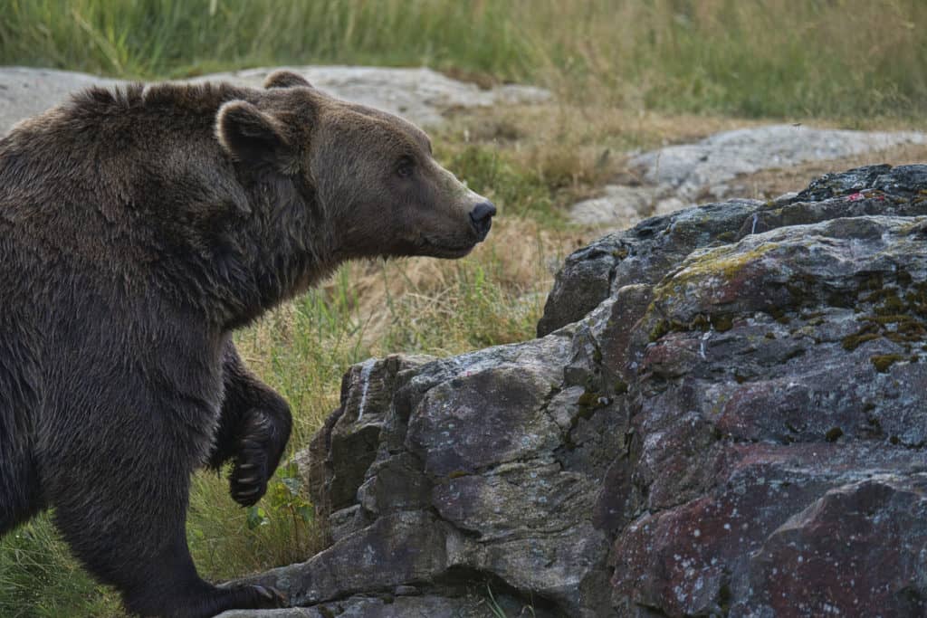 bear-climbing-a-rock