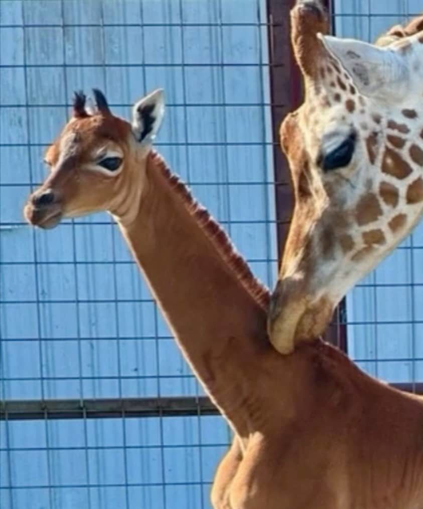 a-rare-spotless-giraffe-born-at-brights-zoo-is-seen-in-johnson-city