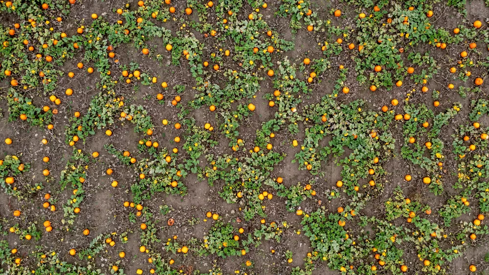 pumpkins-at-thorsbjerggaard-are-ready-for-halloween