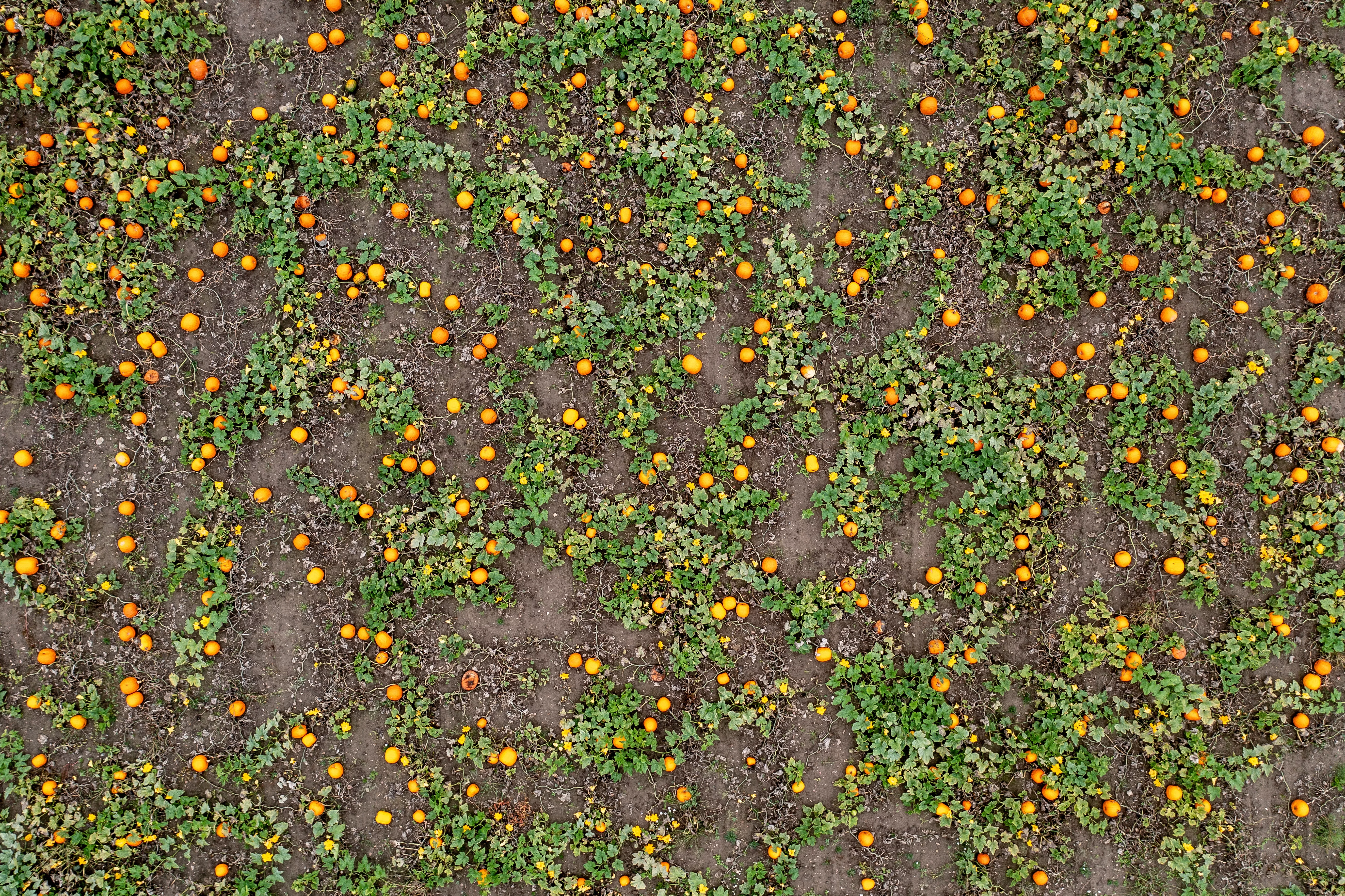 pumpkins-at-thorsbjerggaard-are-ready-for-halloween
