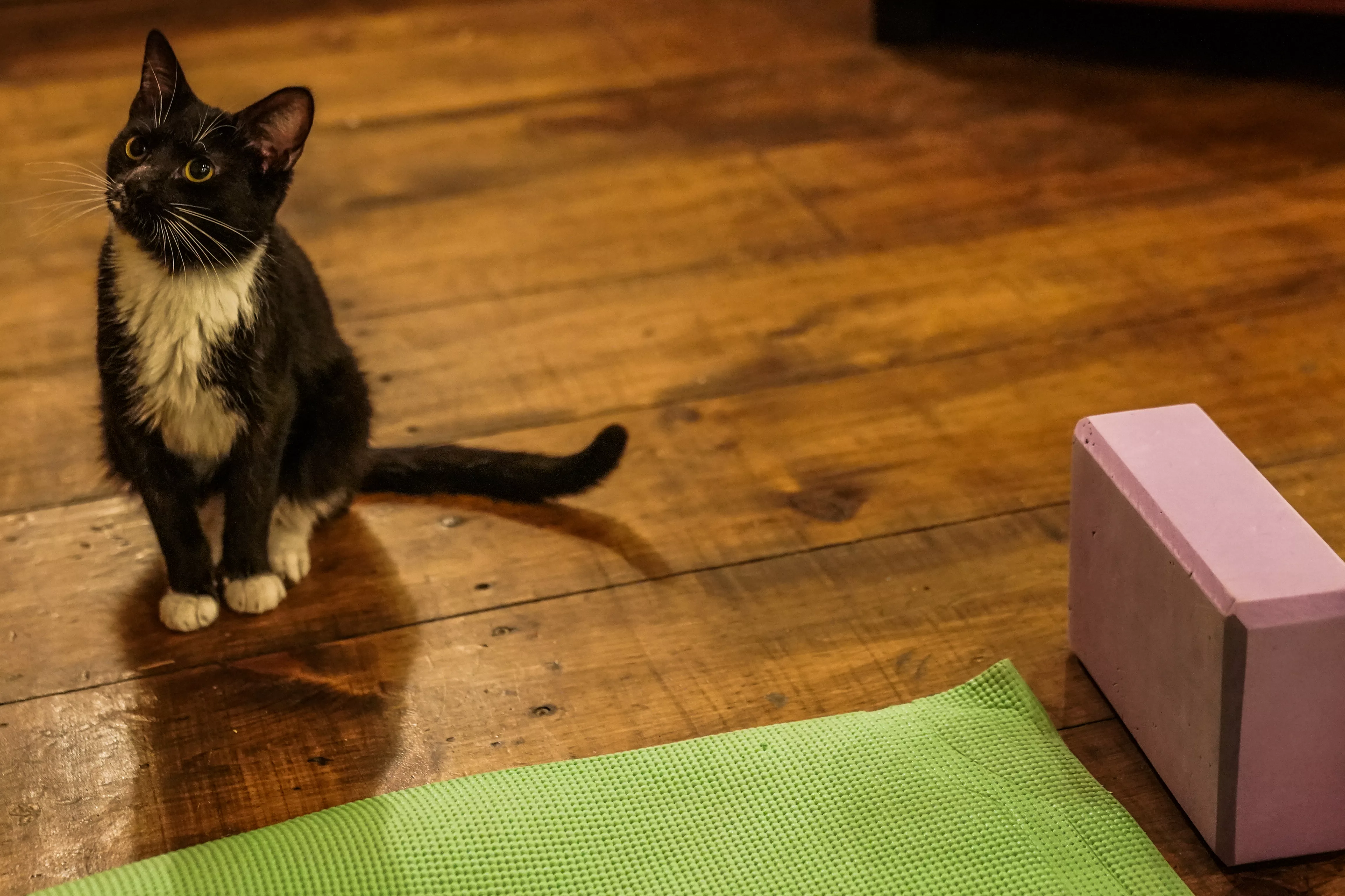 a-cat-sits-on-the-floor-during-a-cat-yoga-class-at-brooklyn-cat-cafe-in-brooklyn