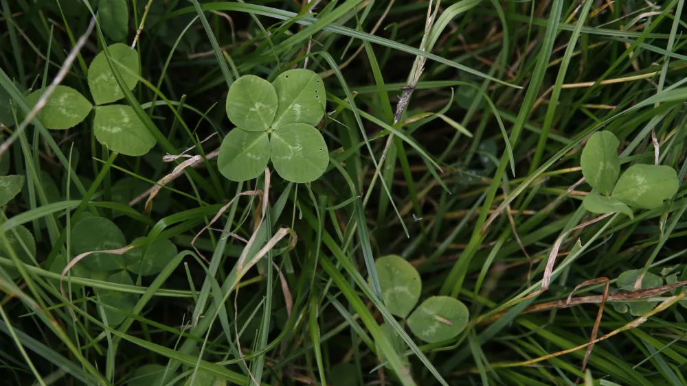 a-four-leafed-clover-is-seen-in-perthshire-scotland
