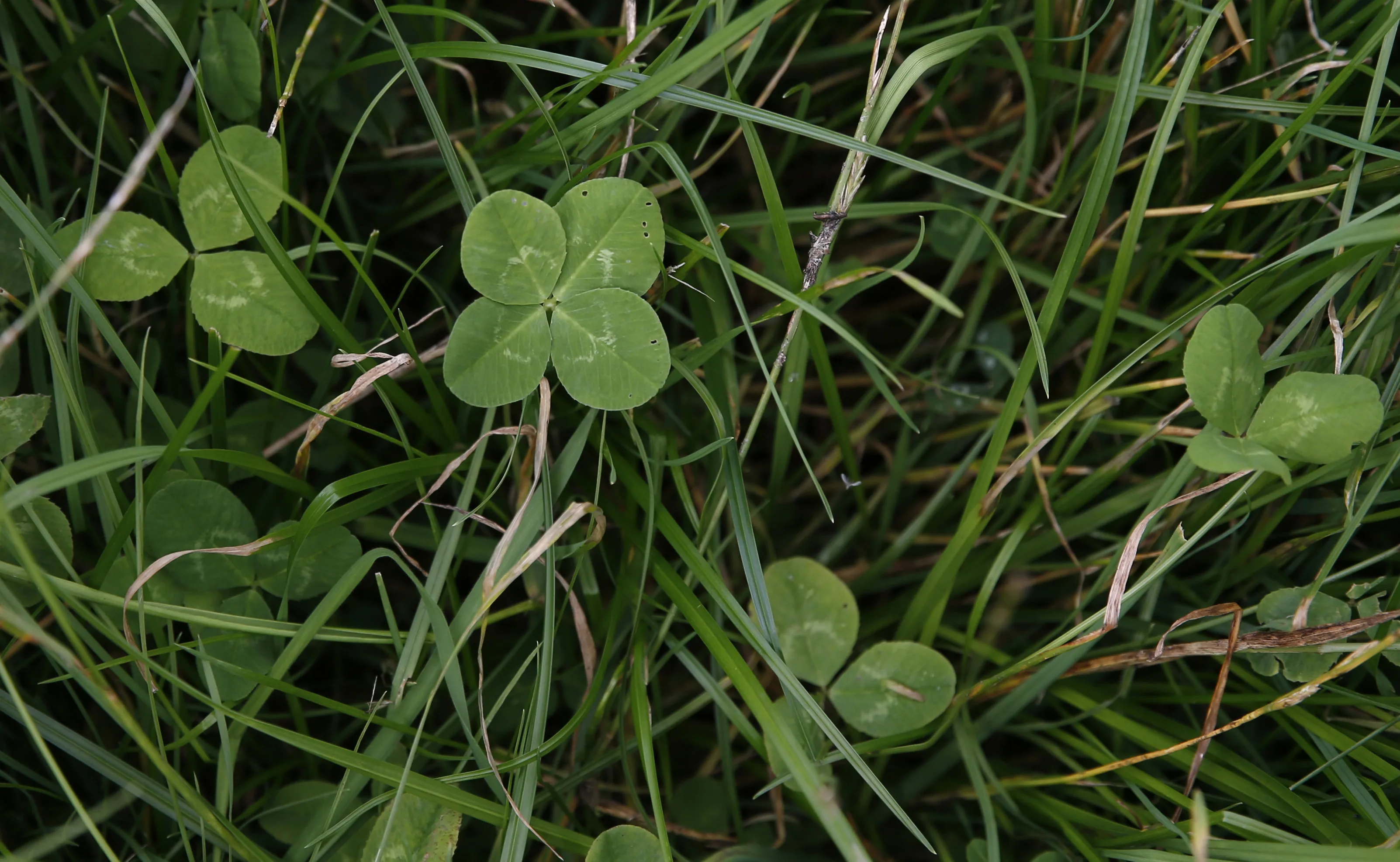 a-four-leafed-clover-is-seen-in-perthshire-scotland