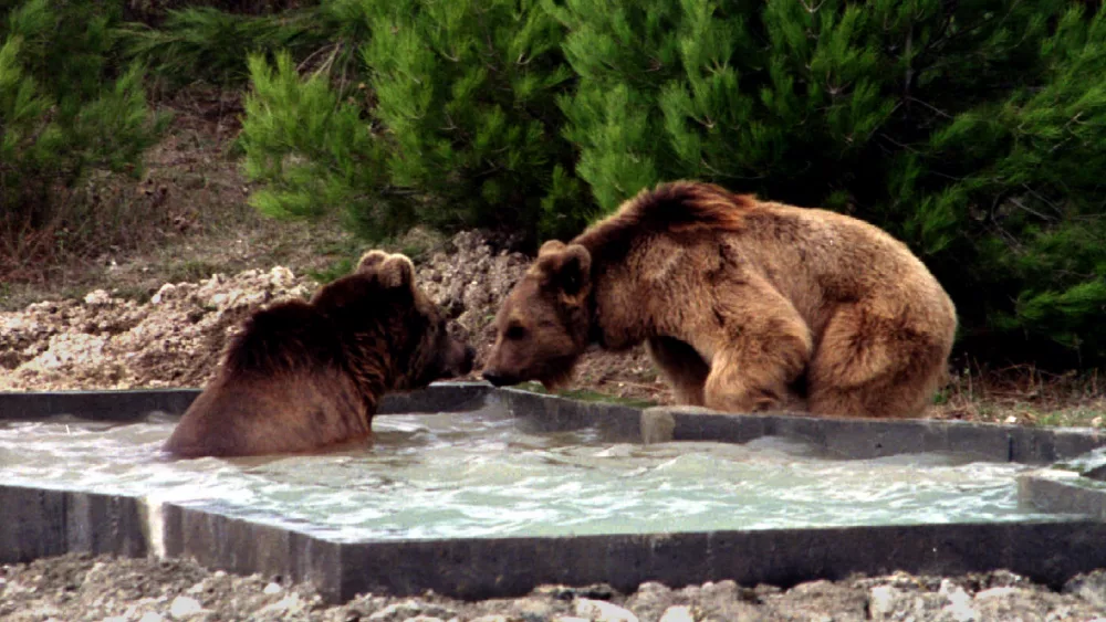 two-ex-dancing-bears-enjoy-at-the-wild-life-rescue-center-pool-after-they-were-released-from-their-c
