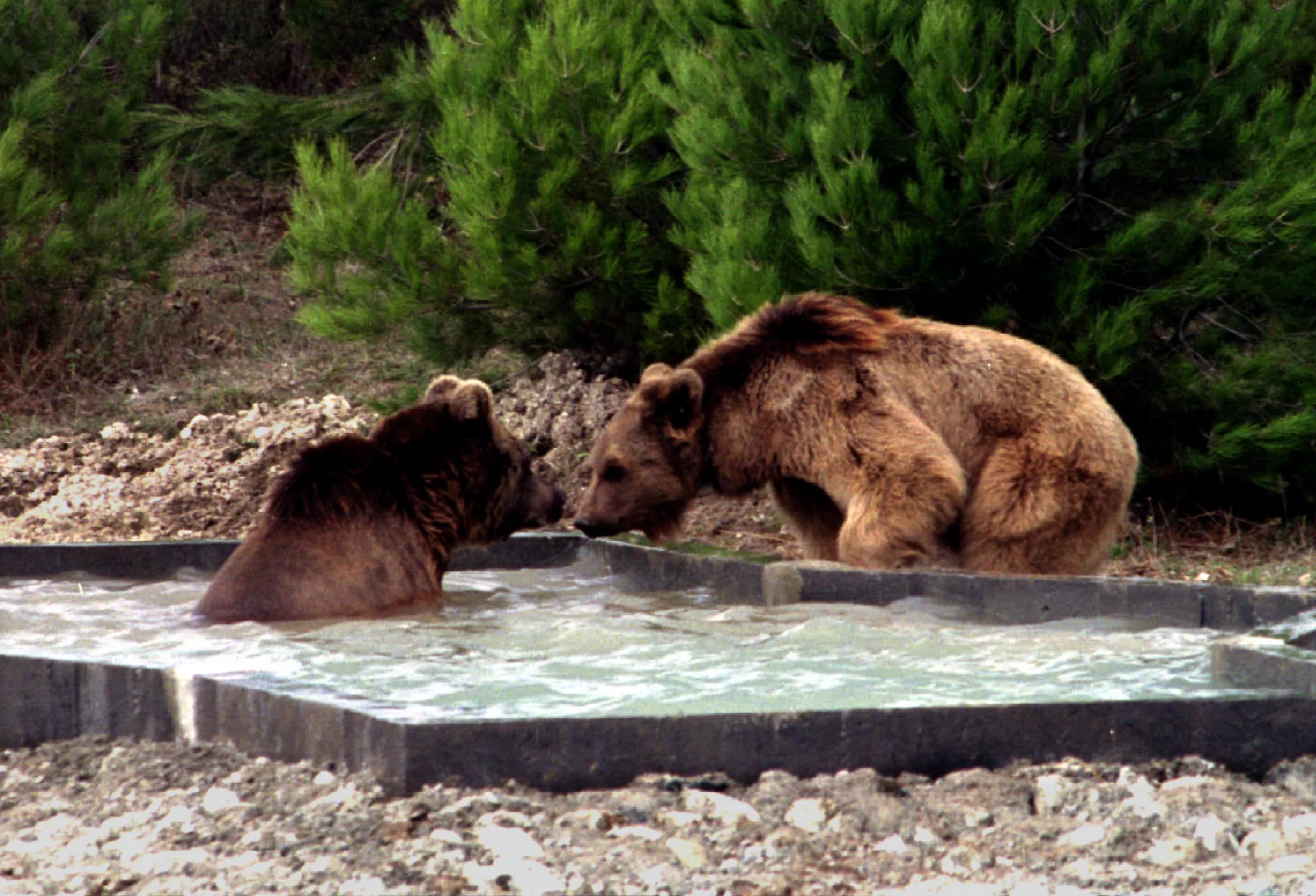 two-ex-dancing-bears-enjoy-at-the-wild-life-rescue-center-pool-after-they-were-released-from-their-c