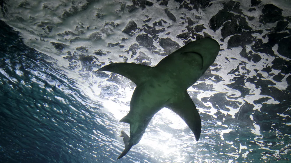 a-grey-reef-shark-swims-inside-a-tank-in-the-madrids-zoo-aquarium