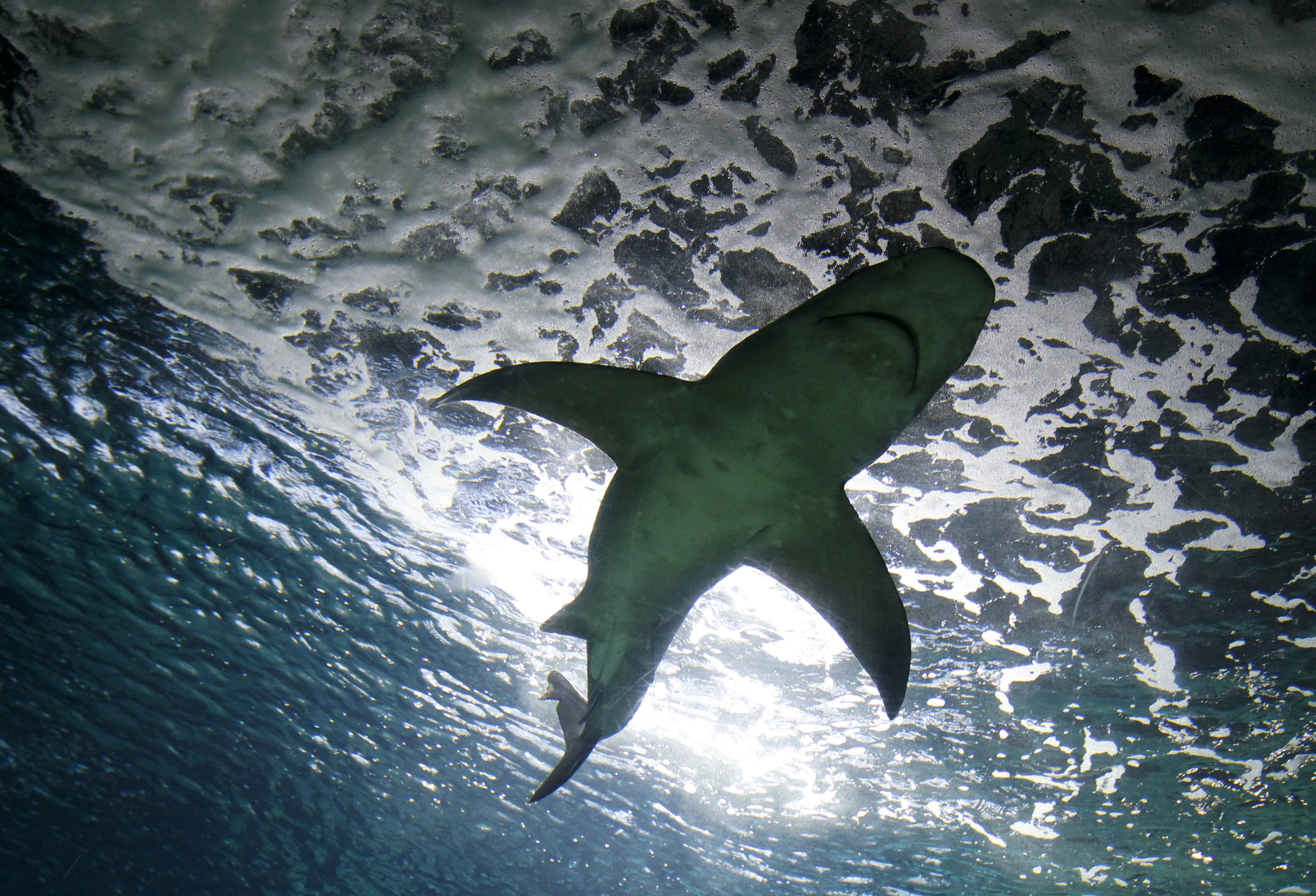 a-grey-reef-shark-swims-inside-a-tank-in-the-madrids-zoo-aquarium
