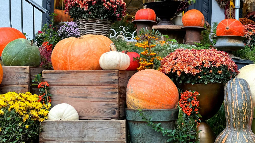 autumn-decoration-pumpkins-gourds-chrysanthemum-flowers-pyracantha-berries