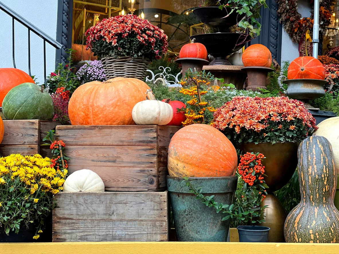 autumn-decoration-pumpkins-gourds-chrysanthemum-flowers-pyracantha-berries