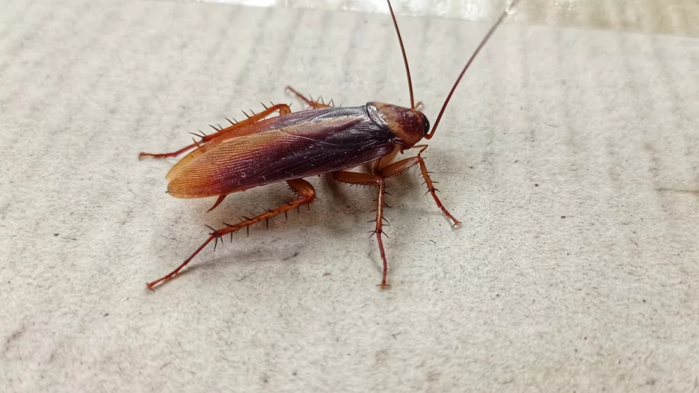 cockroach