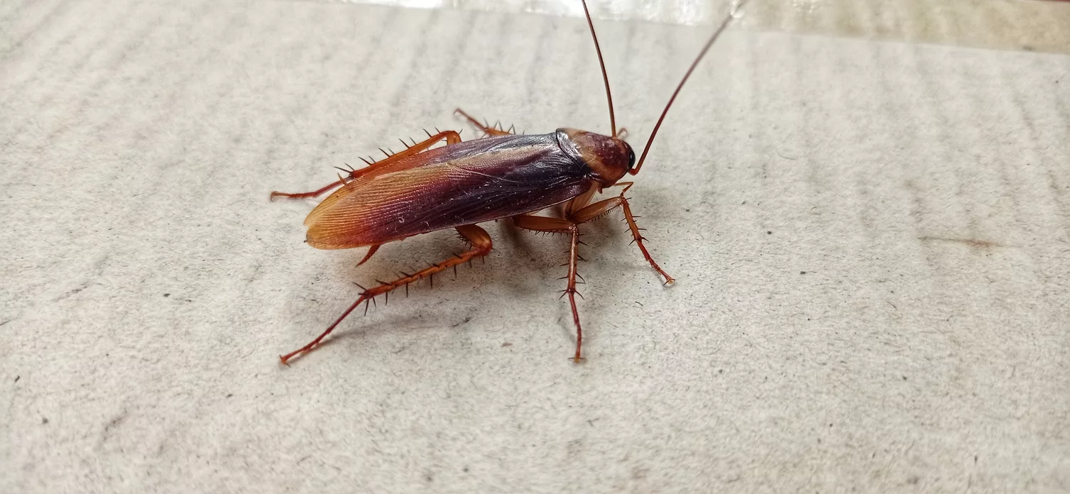 cockroach