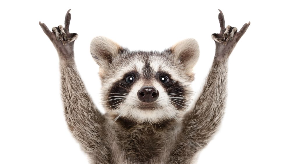 portrait-of-a-funny-raccoon-showing-a-rock-gesture-isolated-on-white-background