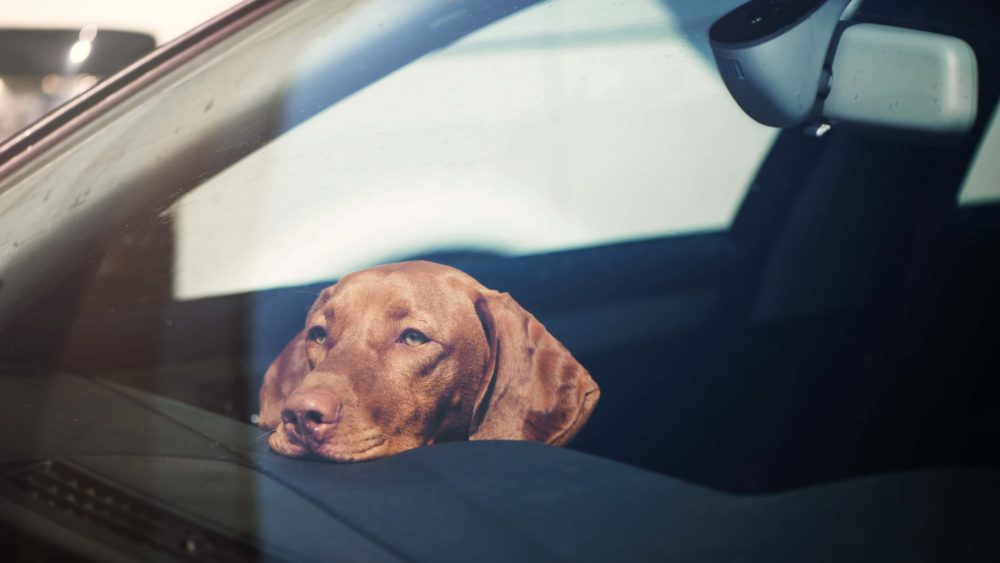 sad-dog-left-alone-in-locked-car
