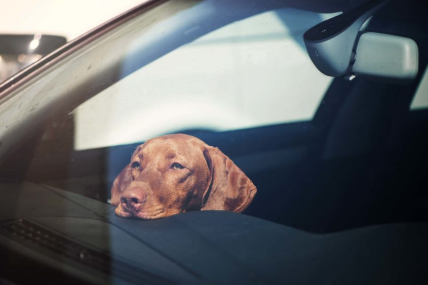 sad-dog-left-alone-in-locked-car