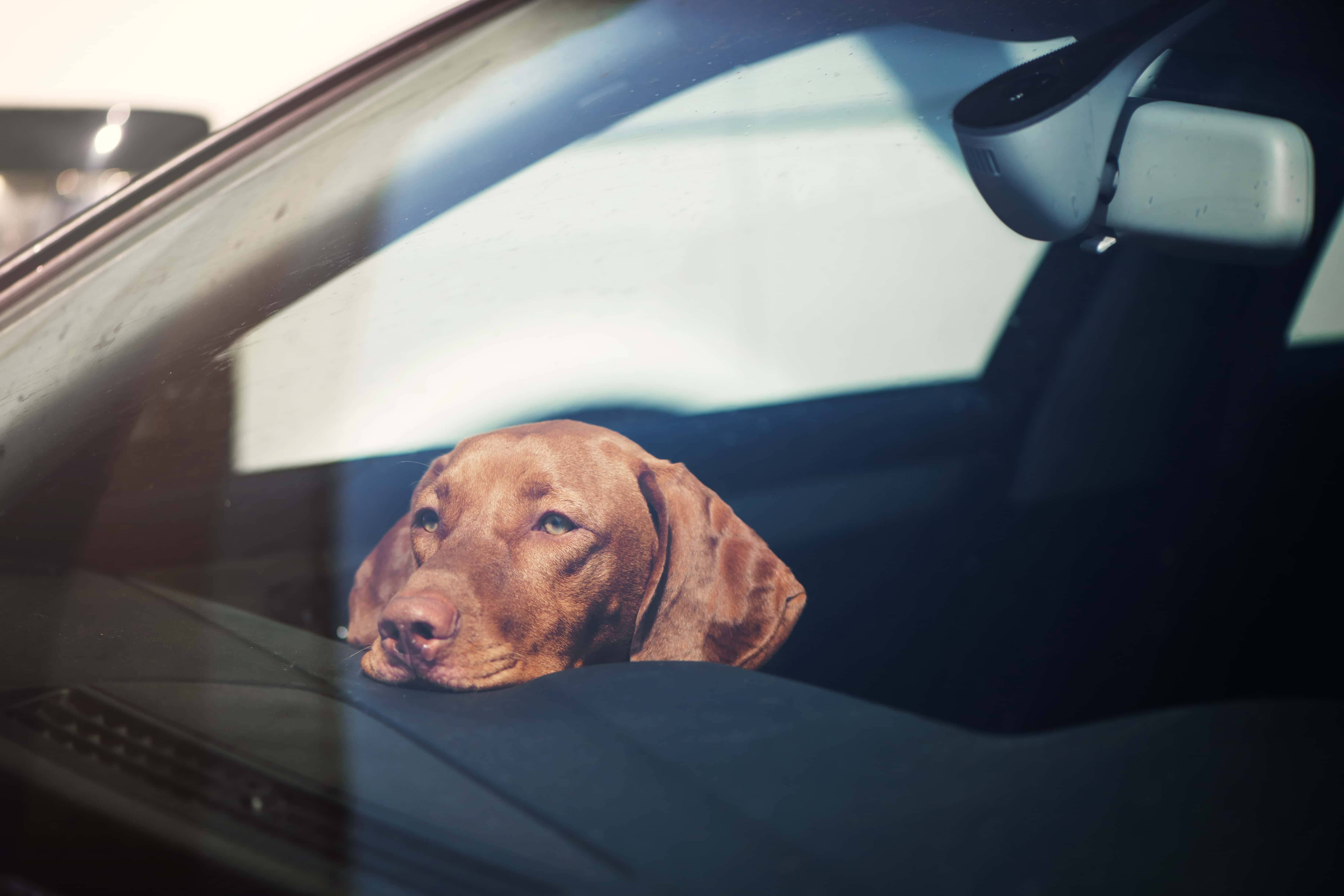 sad-dog-left-alone-in-locked-car