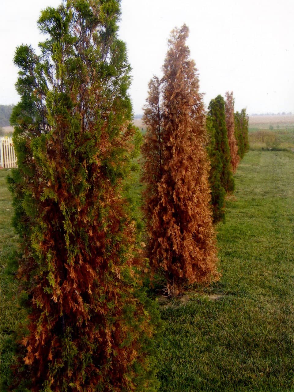 thumbnail_drought-conditions-purdue-edu_