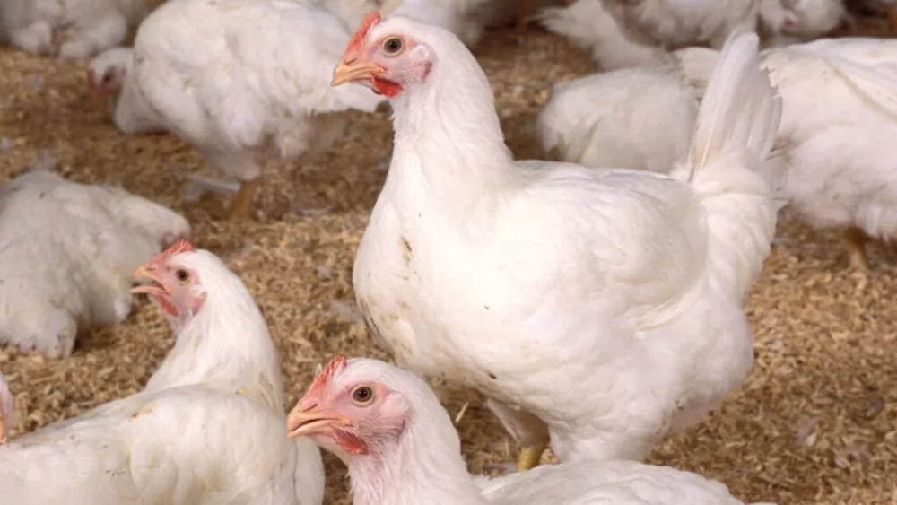 high-levels-of-a-protein-called-ovotransferrin-may-indicate-infection-in-poultry-k10004-11