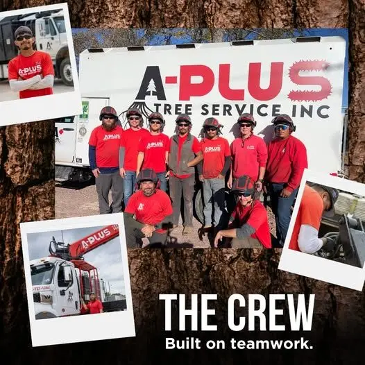 a-plus-tree-service