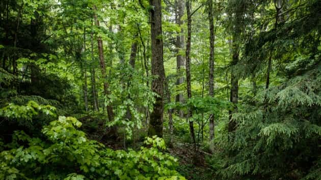 istock_71619_foresttrees
