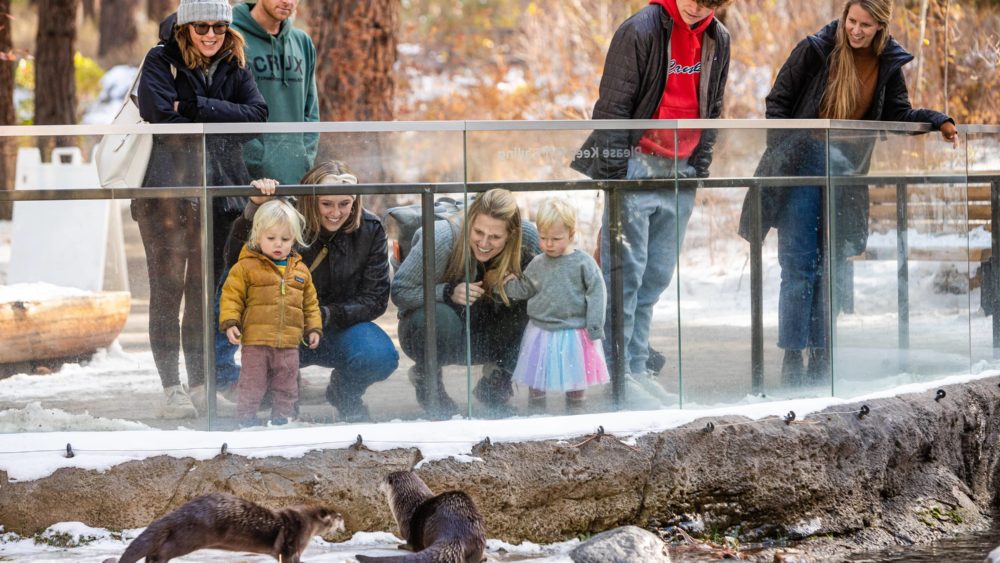 visitors_at_otters_photo_by_jason_quigley479731