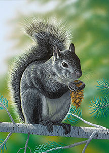 squirrel615828