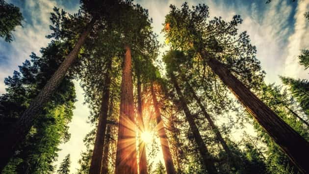 getty_010917_sequoiatrees610494