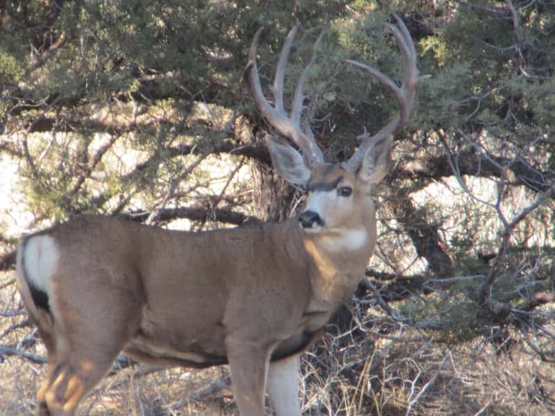 mule-deer-osp606241