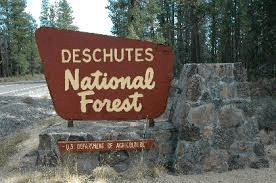 forest949192