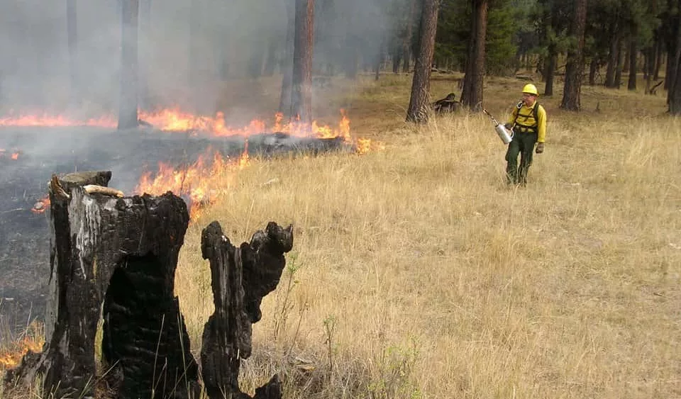ochoco-national-forest-facebook-3-prescribed-burn687503