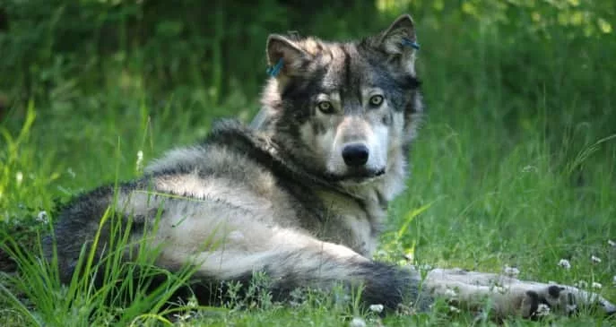 umatilla-wolf-pack-stock670970
