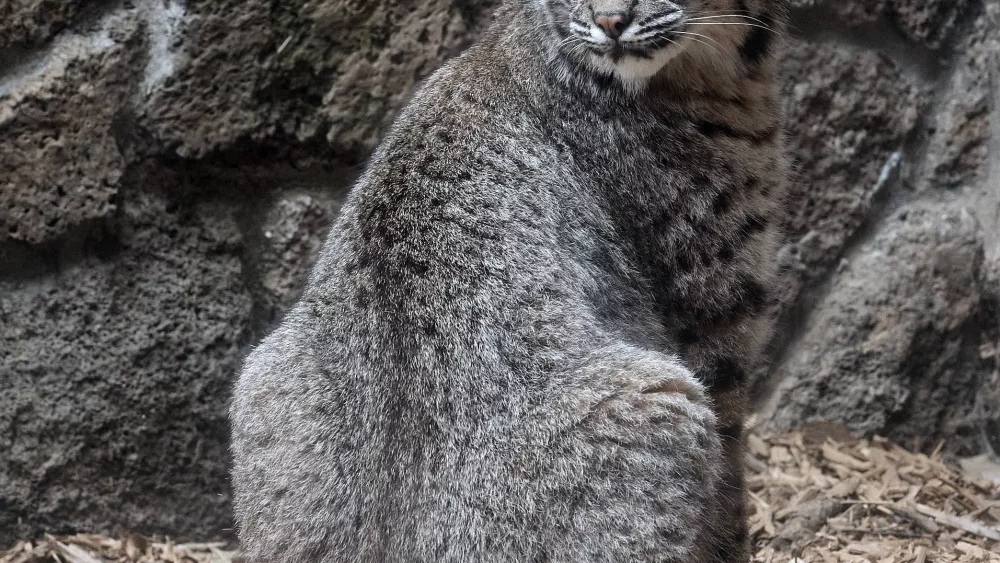 bobcat_june_2023_by_abbott_schindler626497