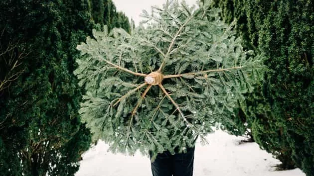 istock_christmastrees_121219679854