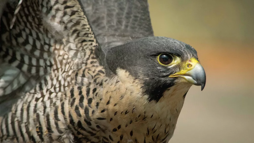 peregrinefalcon_hdmphoto_resize1944838